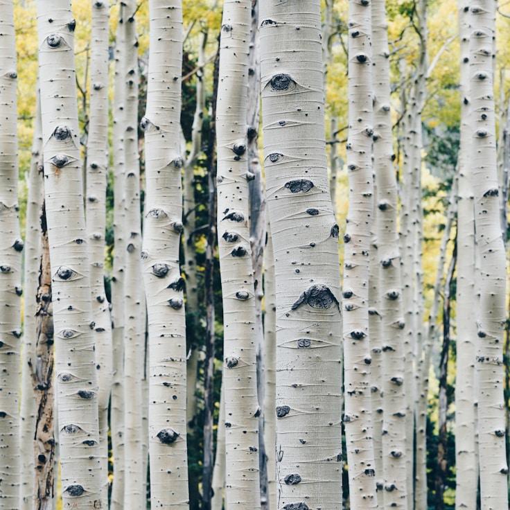 Alpine wilderness landscape